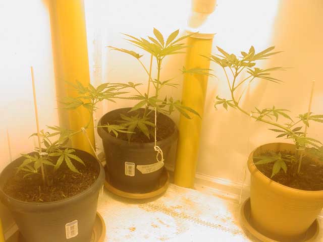 I hope this white rhino clones give me more buds than her mother... I have 4 clones of this kind.