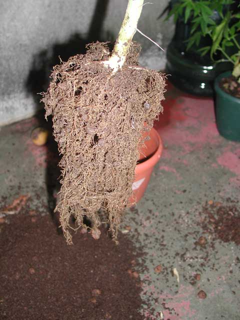 After shake all the soil