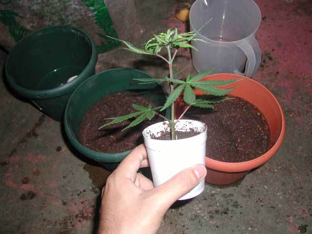 Its time to transplant this white rhino clone into a bigger pot.