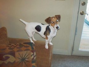 Here is the pot eating Jack Russel Terrier that I have to keep an eye on now.