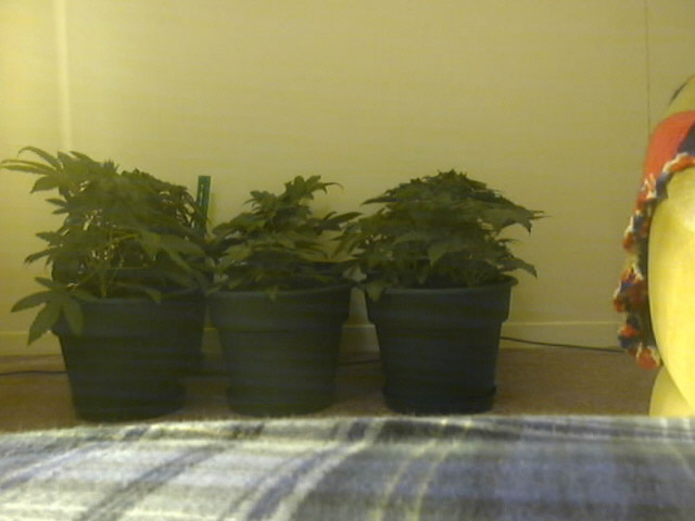 Here are all the plants at 17-27 days old. notice the 13 inch ruler in the backgroud for scale.