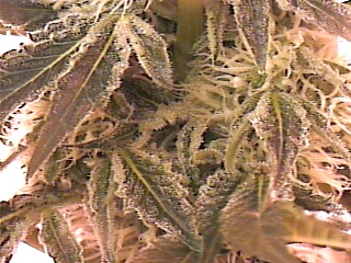 ANOTHER CLOSE UP OF TRICHOMES on BIG FATTY