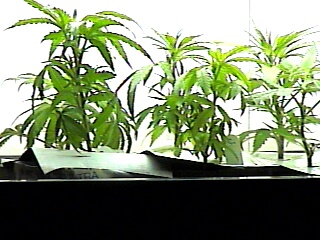 CLOSER VIEW OF THE CLONES GETTING TALL