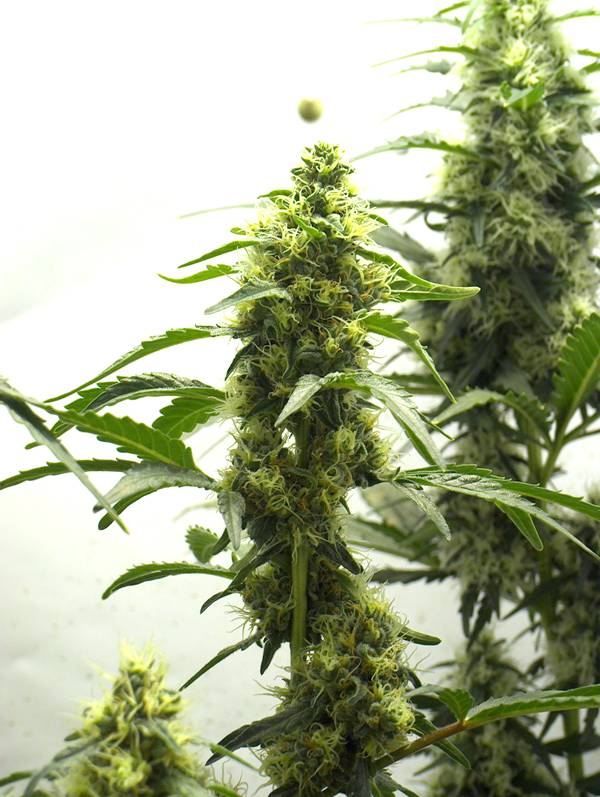 White Rhino with a Morgan in the back. C'mon girls, only 3 weeks to go!!!