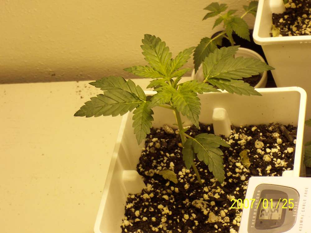 recently transplanted unknown sex hoping for females