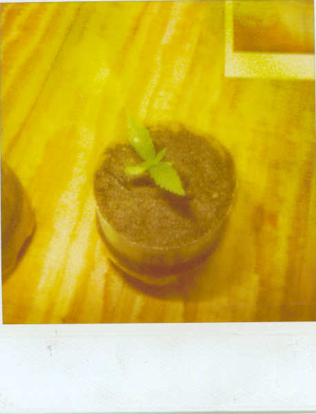 this little sprout is one week old, i transplanted it today, i sprouted it by getting a paper towl and two plates and putting the seeds in between the towl and get it wet, and put the paper towel inbetween the two plates, by the way my name is Derek and how you all enjoy.