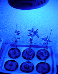 This is all the plants with the new light. Check out the Growth!