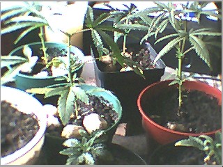 someone please vote for me...im updating regularly...so what if my plants are small still