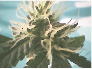 i need a better camera...or try and hold webcam a little more still..its hard as hell for those of u that havent tried....since my total yield might be 1 oz ..that wont afford me a digi cam...especially since it will all be smoked and not sold