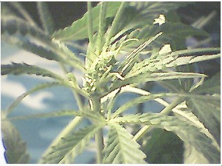 same plant..this woulda had like 12 buds if she was a female...dammmmmmmmm