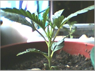 this is 5 days later same plant as 1st pic