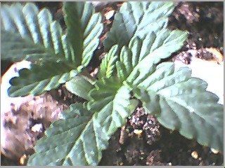 ya mom...im growing strawberries in my closet...yaaaa hahahha