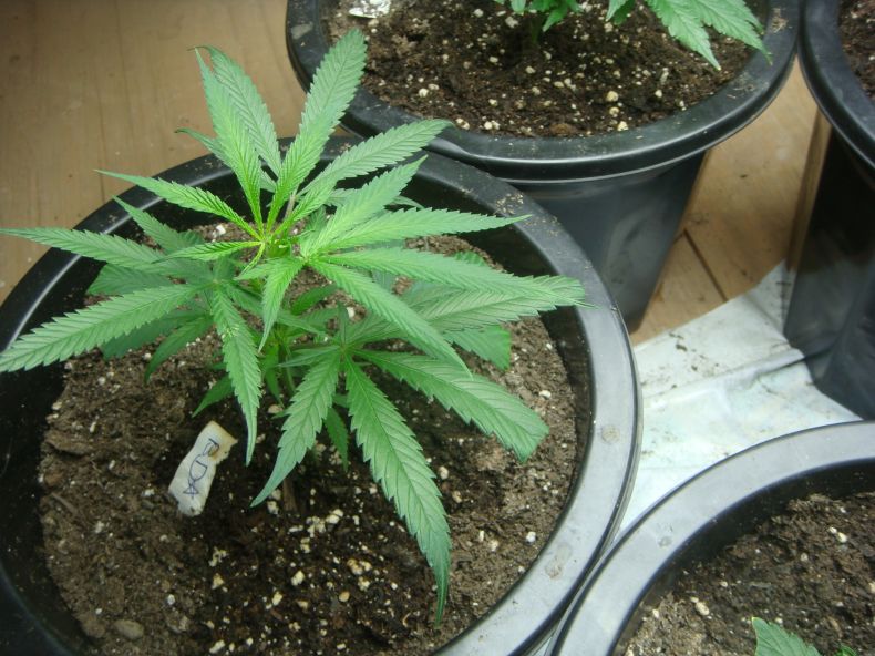 the other blue dream is also doing very well very easy to maintain and fast growing strain