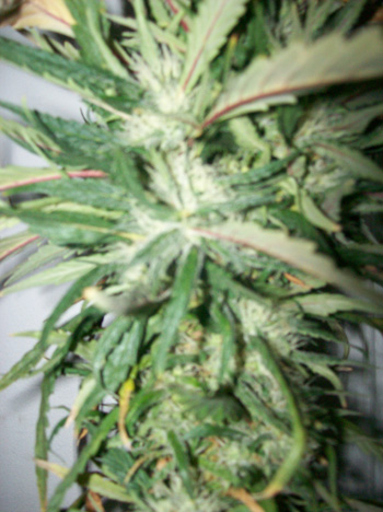 Here is a close-up of one of the KUSH side stalks. 