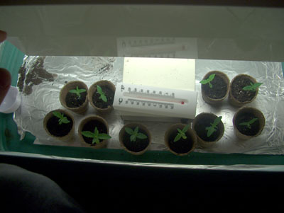 taken a few days after the germed. seeds broke the soil, this is a pic of my ten seedlings