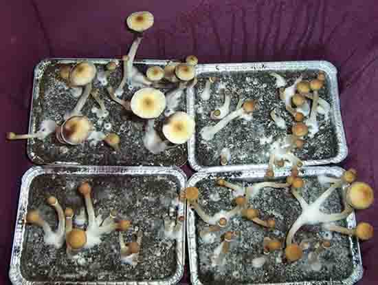 This is a higher yeilding mushroom grow using cases.