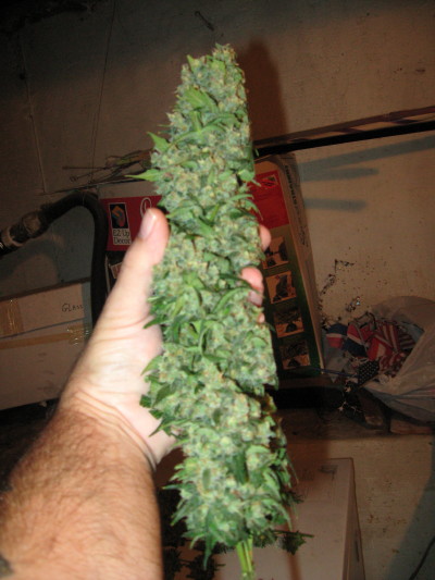 small plant day 57 harvest