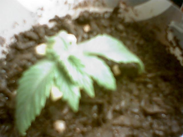 this one had a root rot problem so i cut it at the stem and diped it in root hormone maybe it will get so new roots