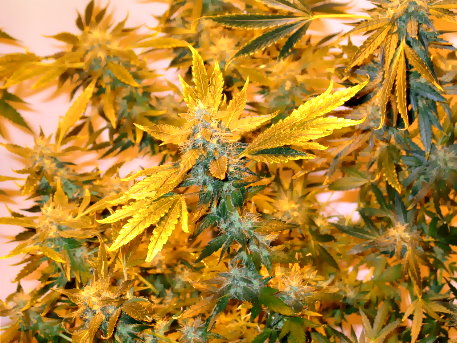 JACK HERER