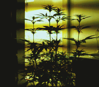 flowering for about 3 weeks..MAN this is my fav. pic see how the dig.- cam. picks up the light waves..I just like the profile shots...