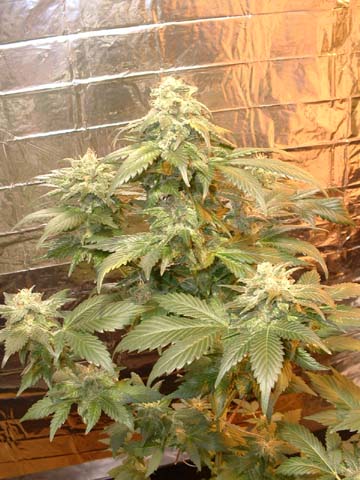 blueberry 51 days budded