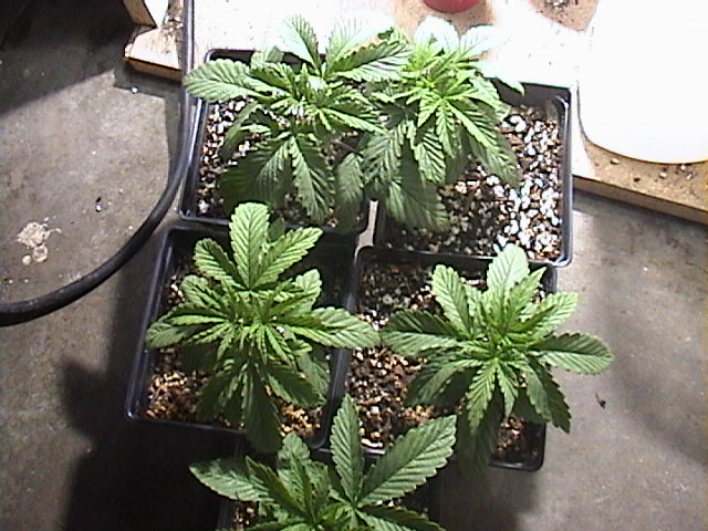 4 ppp plants and one purple haze at 17 days