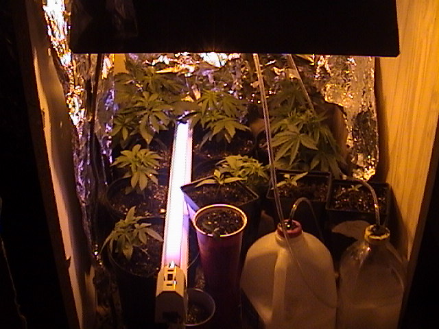 i changed the bulb to the hps as u can tell. i still have to seperate the males and females