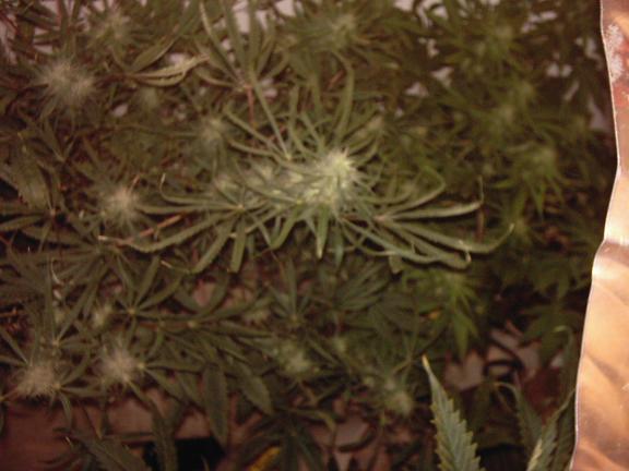 hawiian bb ww cross in middle.....sativa.  cant wait!