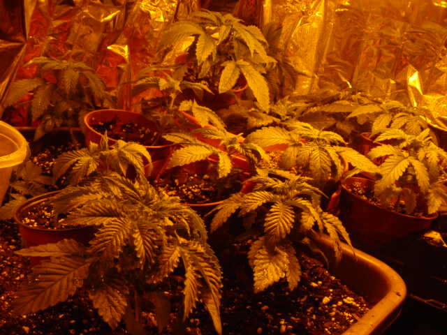 looking good.... g-13 up front, ak in left rear. ww top center, c-99 to the right. bluberry in rear center... og nlithts behind bluberry and ww (hard to see). other crosses spread around...