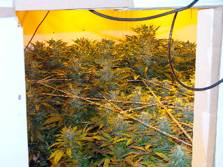 Same strain soma a+ the soil in the yellow leaves and the green aero in the back!